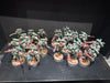 Dark Angels Army - Used