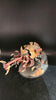 Tyranid: Haruspex  -Used