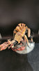 Tyranids: Tyrannofex/Tervigon  -Used