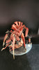 Tyranids: Tyrannofex/Tervigon  -Used
